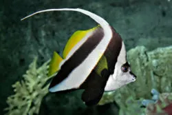 Vimpel fisk (Heniochus acuminatus)